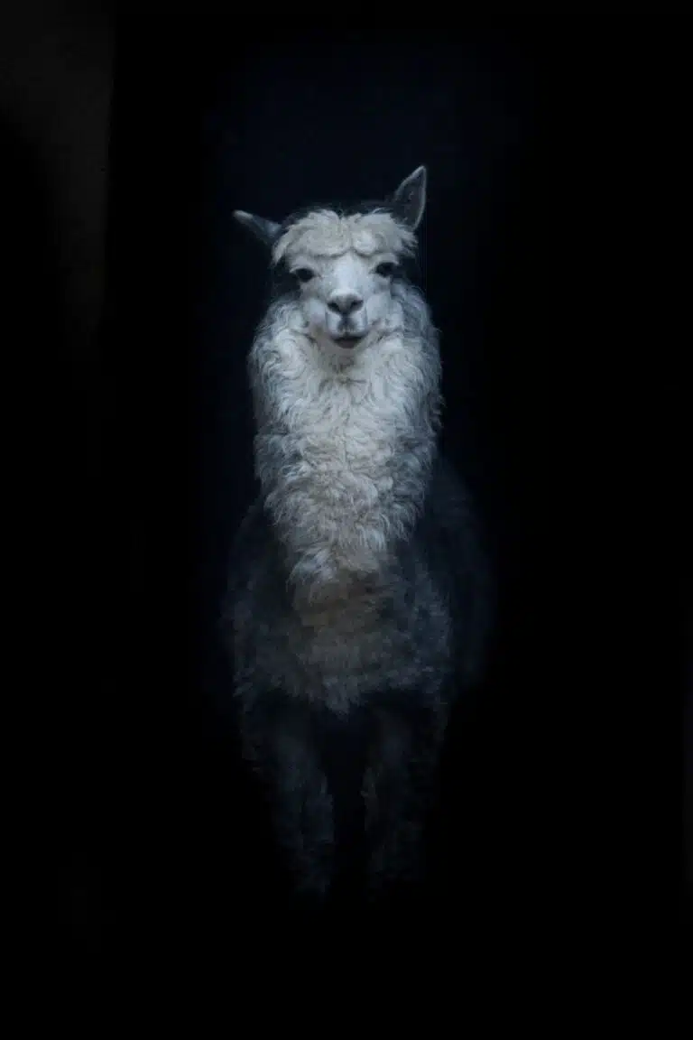 White,Funny,Alpaca,South,American,Llama,Is,Standing,Right,On